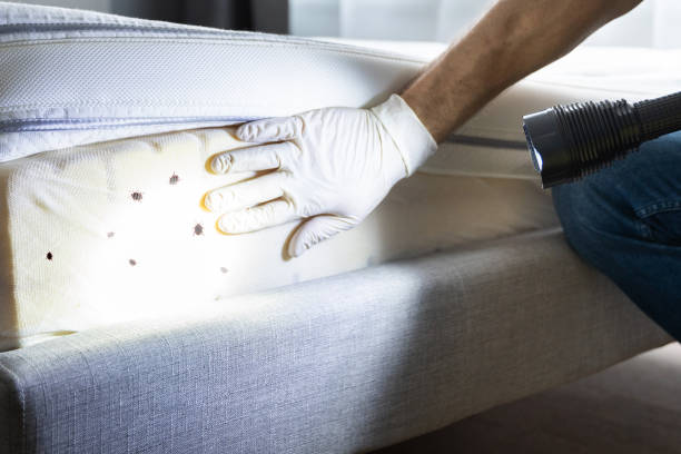 Best Wasp Removal Services  in Akwesasne, NY