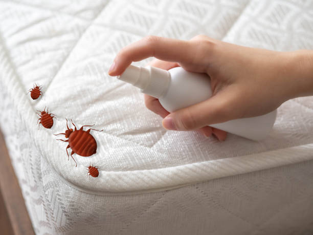 Best Termite Control Services  in Akwesasne, NY
